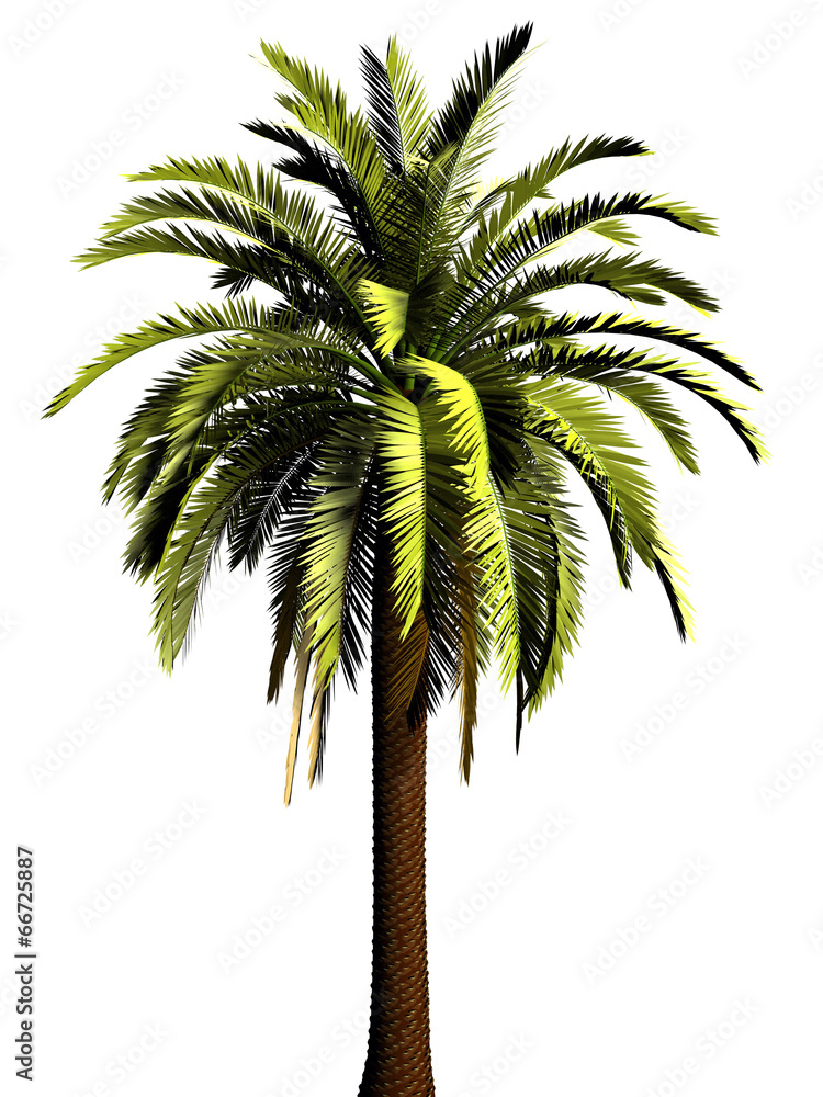 Fototapeta premium 3D Palm tree