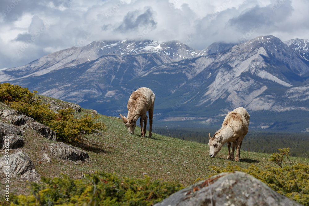 Fototapeta premium Bighorn Sheep, or Canadian rockies sheep