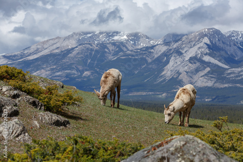 Bighorn Sheep, or Canadian rockies sheep