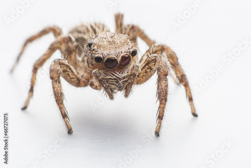 Fotobehang jumping spider
