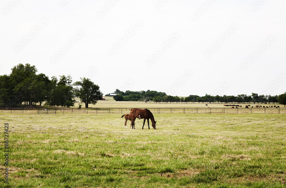 Naklejka premium Chestnut thoroughbred mare and her filly