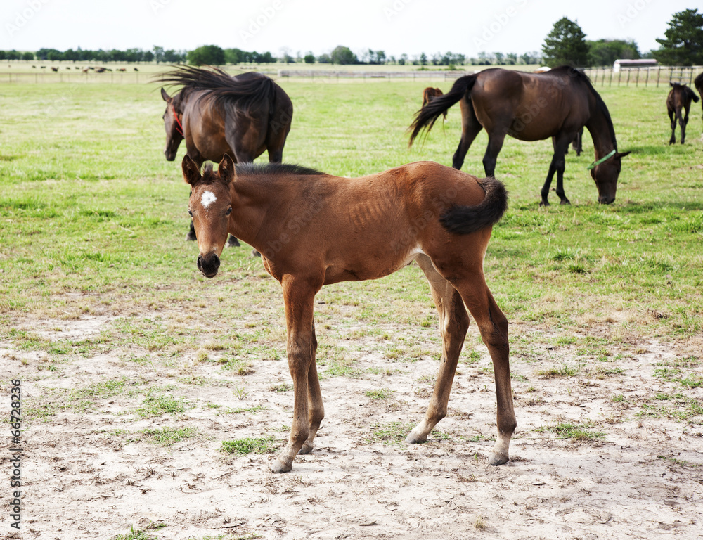 foal playing and grazing on green meadow foal playing and grazing on green meadow