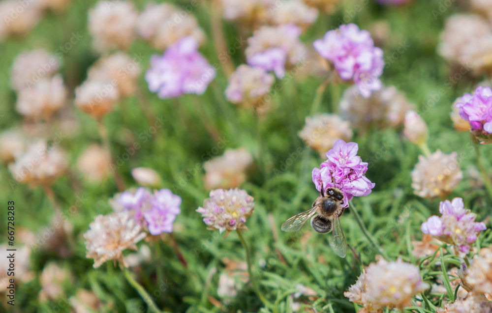 Fototapeta premium Abeille, butiner