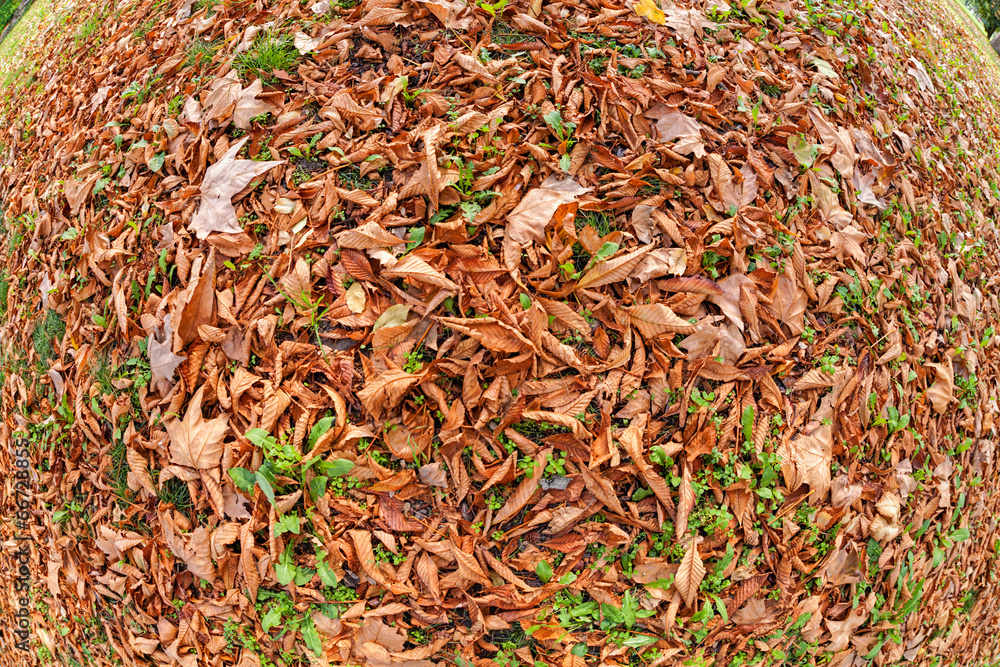 orange leaves orange leaves