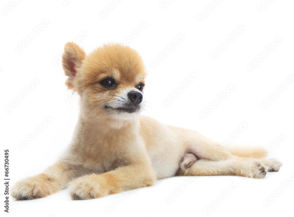 lovely acting of pomeranian puppy dog isolated whtie background lovely acting of pomeranian puppy dog isolated whtie background
