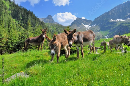 Donkeys on the high mountains