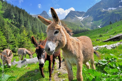 Fényképezés Mountain valey landscape with donkeys