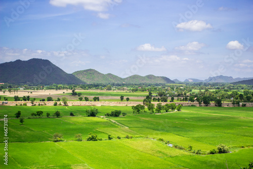 Natural rice field and blue sky at the rural of Thailand.