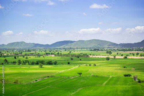 Natural rice field and blue sky at the rural of Thailand.
