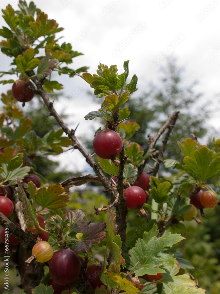 Obraz premium The picture of the gooseberry