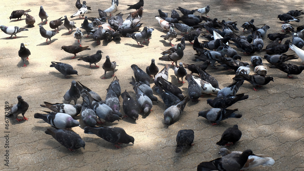 Obraz premium Feeding the pigeons