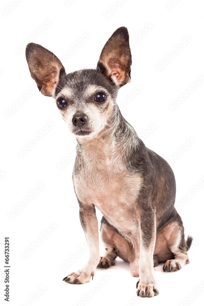 Obraz premium Closeup portrait of cute chihuahua dog