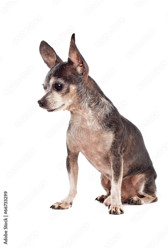 Closeup portrait of cute chihuahua dog