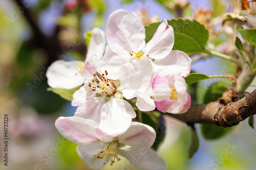Blooming apple flowers in orchard