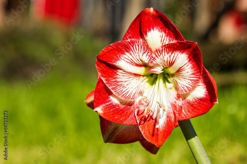 Amaryllis belladona (Hipperastrum) photo