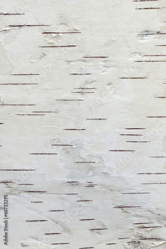 Fototapeta kora brzozy, tekstura