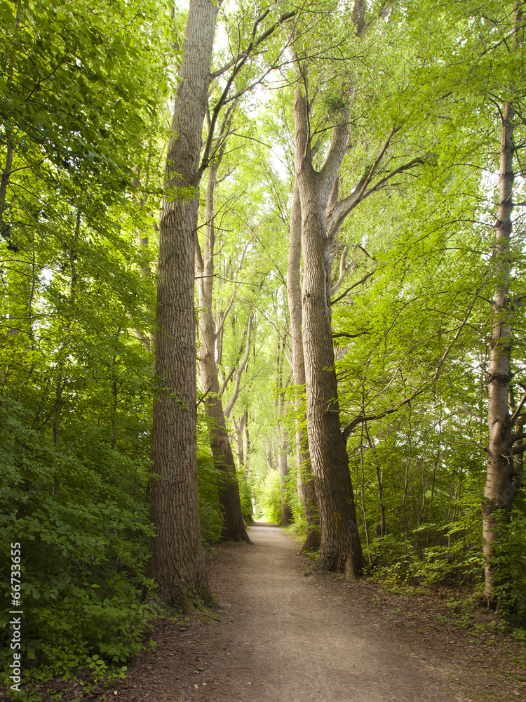 Naklejka premium Der Weg
