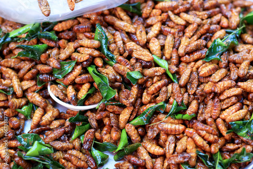 fried silk worms in the market