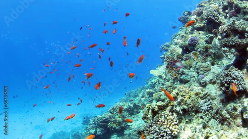 Tropical coral reef and small fishes in the Red Sea.