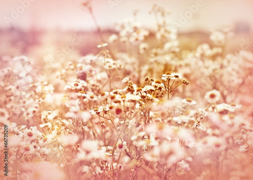 Fototapeta Naklejka Na Ścianę i Meble -  Soft focus om meadow flowers - daisy