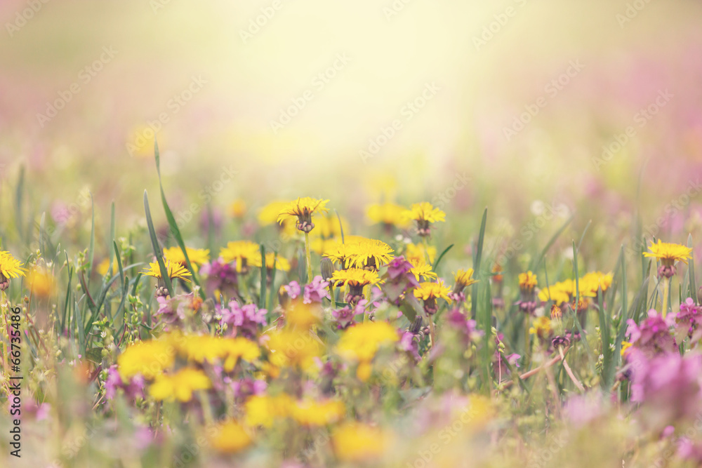Fototapeta premium Dandelion