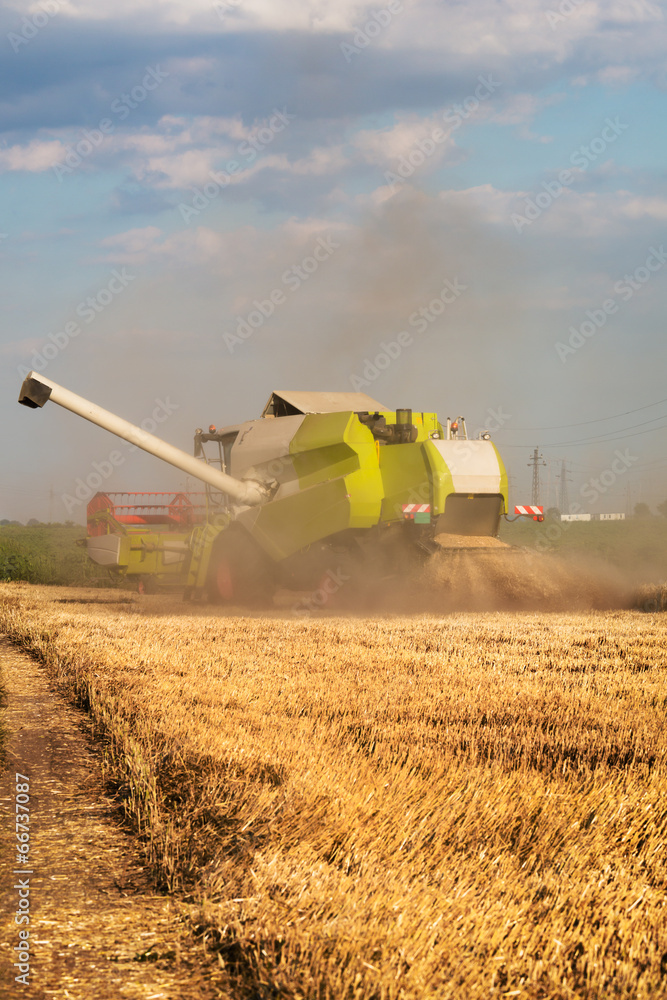 Fototapeta premium Combine harvesting wheat