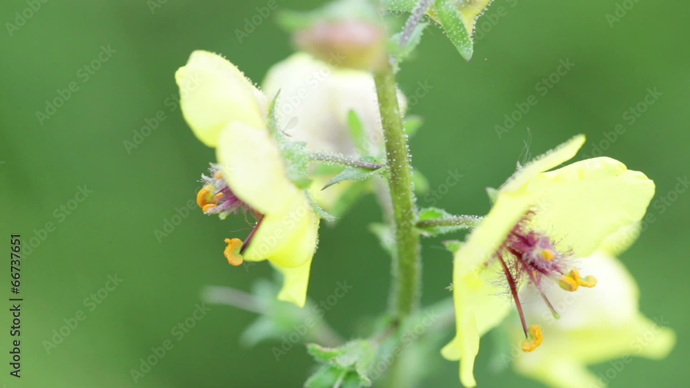 Yellow wildflowers. Macro