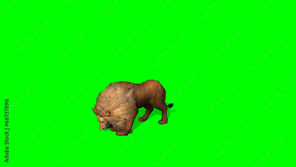 lion attack on green screen lion attack on green screen