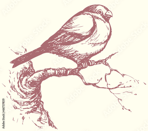 Vector drawing of a series of "Birds". Bullfinch