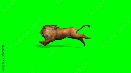 lion runs on green screen