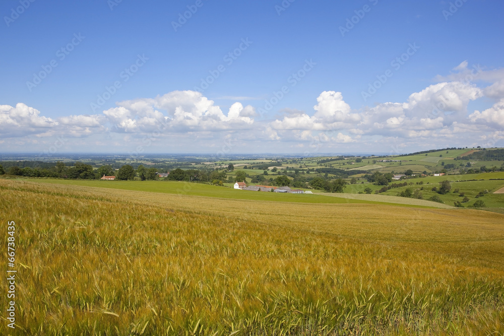 golden barley field landscape