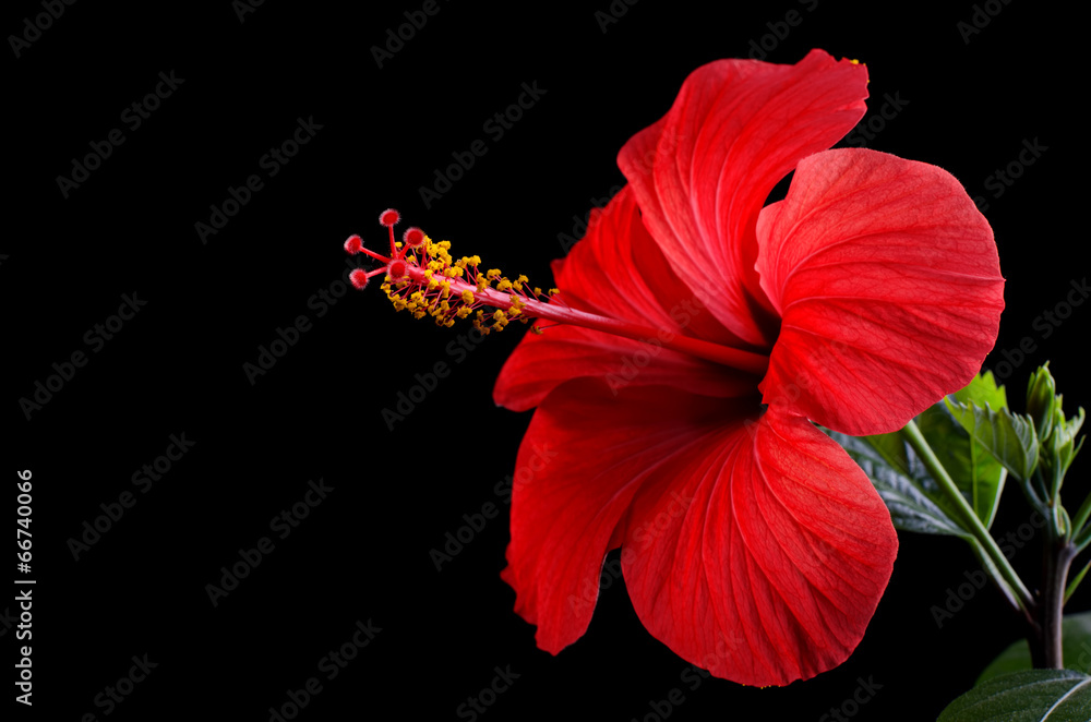 Hibiscus flower - obrazy, fototapety, plakaty 