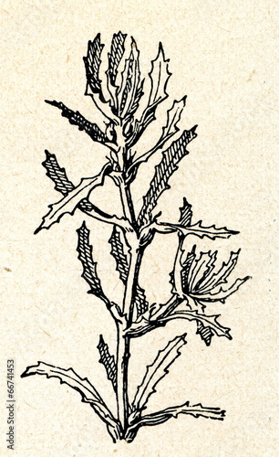 Spiny naiad (Najas marina)