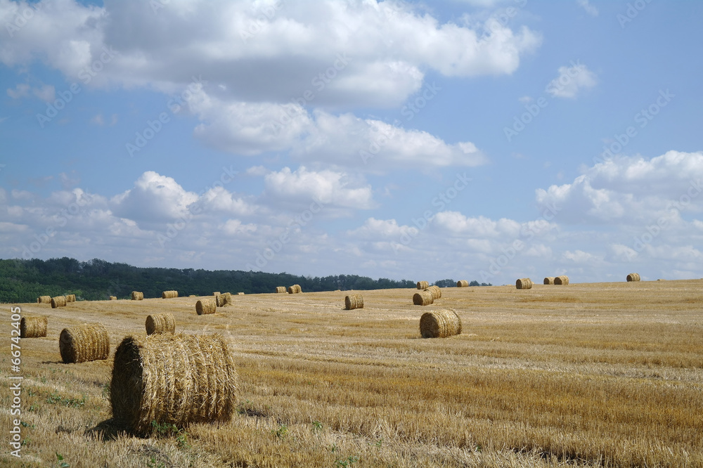 cloudy sky and golden field after harvesting