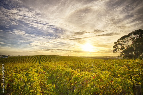 View of McLaren Vale vineyard in the late afternoon