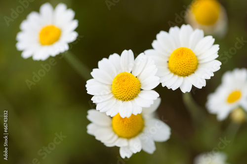 Wild cammolies - daisies - flower on green grass background