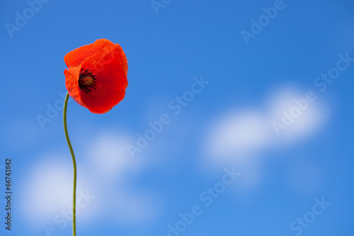 One flower of wild red poppy on blue sky background