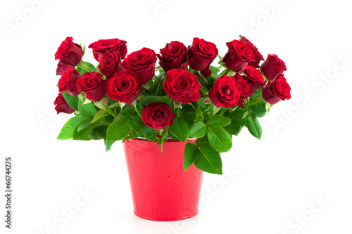 bouquet of bright red roses in a red bucket