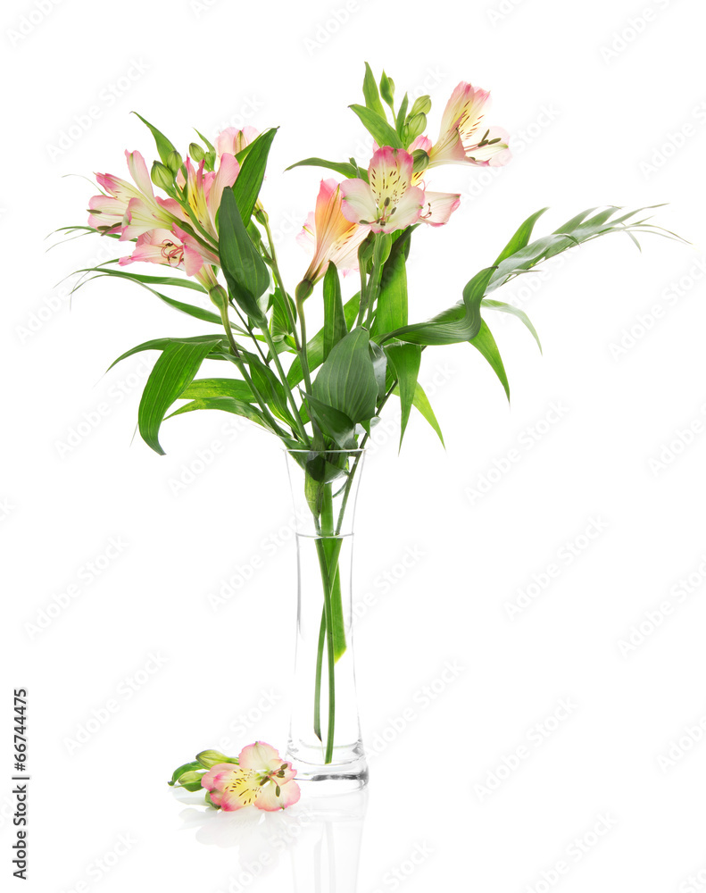 Pink alstroemeria in a vase