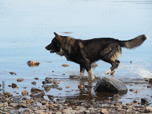 dog in the water