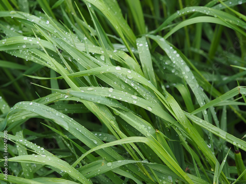 drops on leaves