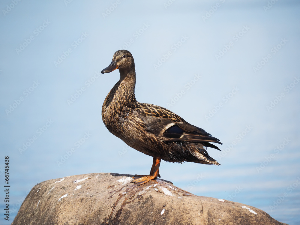 duck on the lake duck on the lake