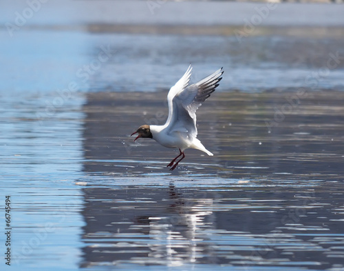 seagull in flight © enskanto