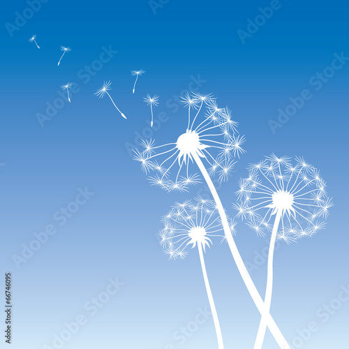 vector dandelions background © topor