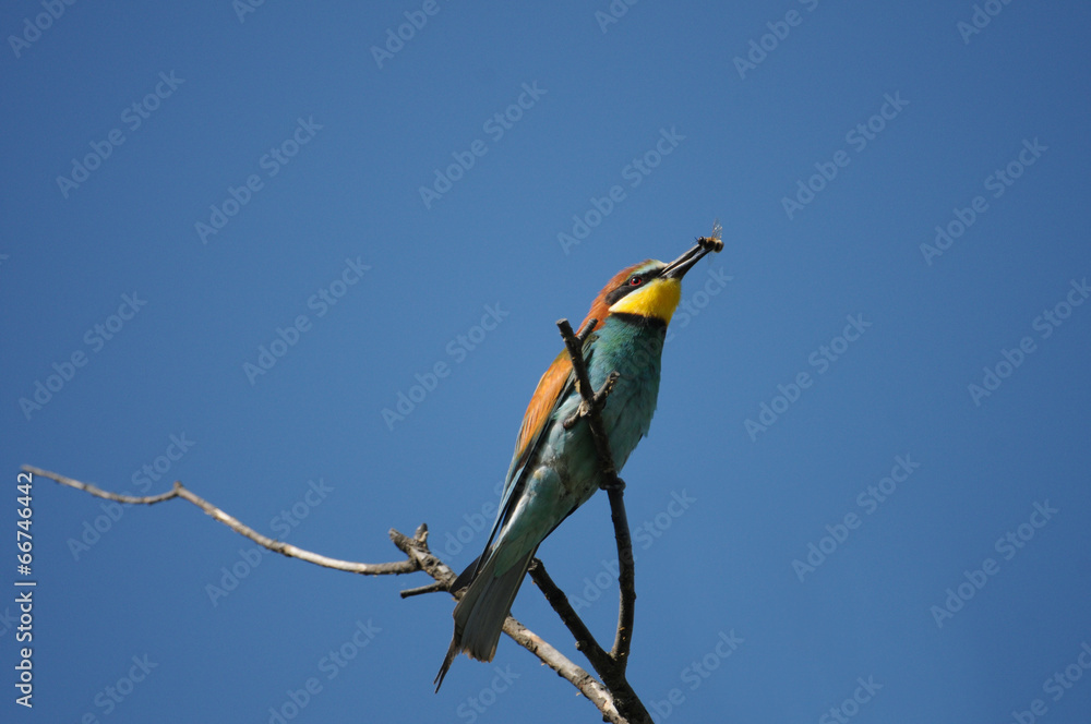 Fototapeta premium European Bee-eater bird (Merops apiaster)