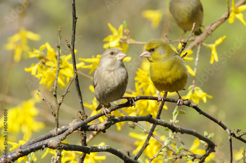Fotografia European greenfinch couple (Carduelis chloris) sitting on a twig