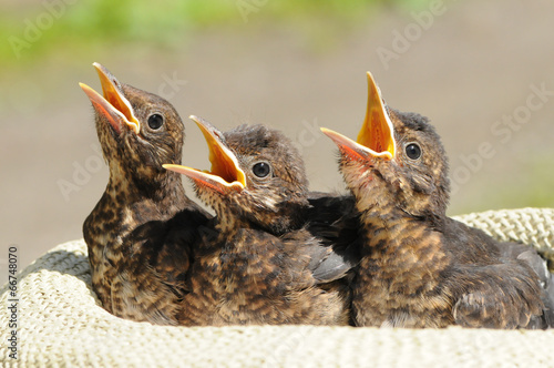Three young common blackbirds (Turdus merula)