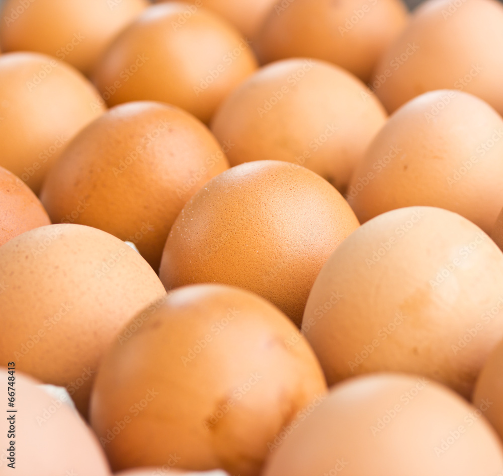 chicken egg in panel eggs chicken egg in panel eggs