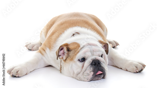 English Bulldog dog stretched over floor © MilsiArt