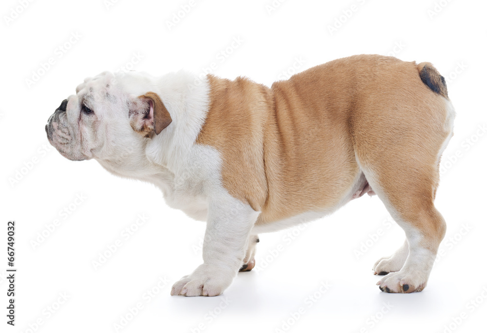 english bulldog dog standing, profile full length english bulldog dog standing, profile full length